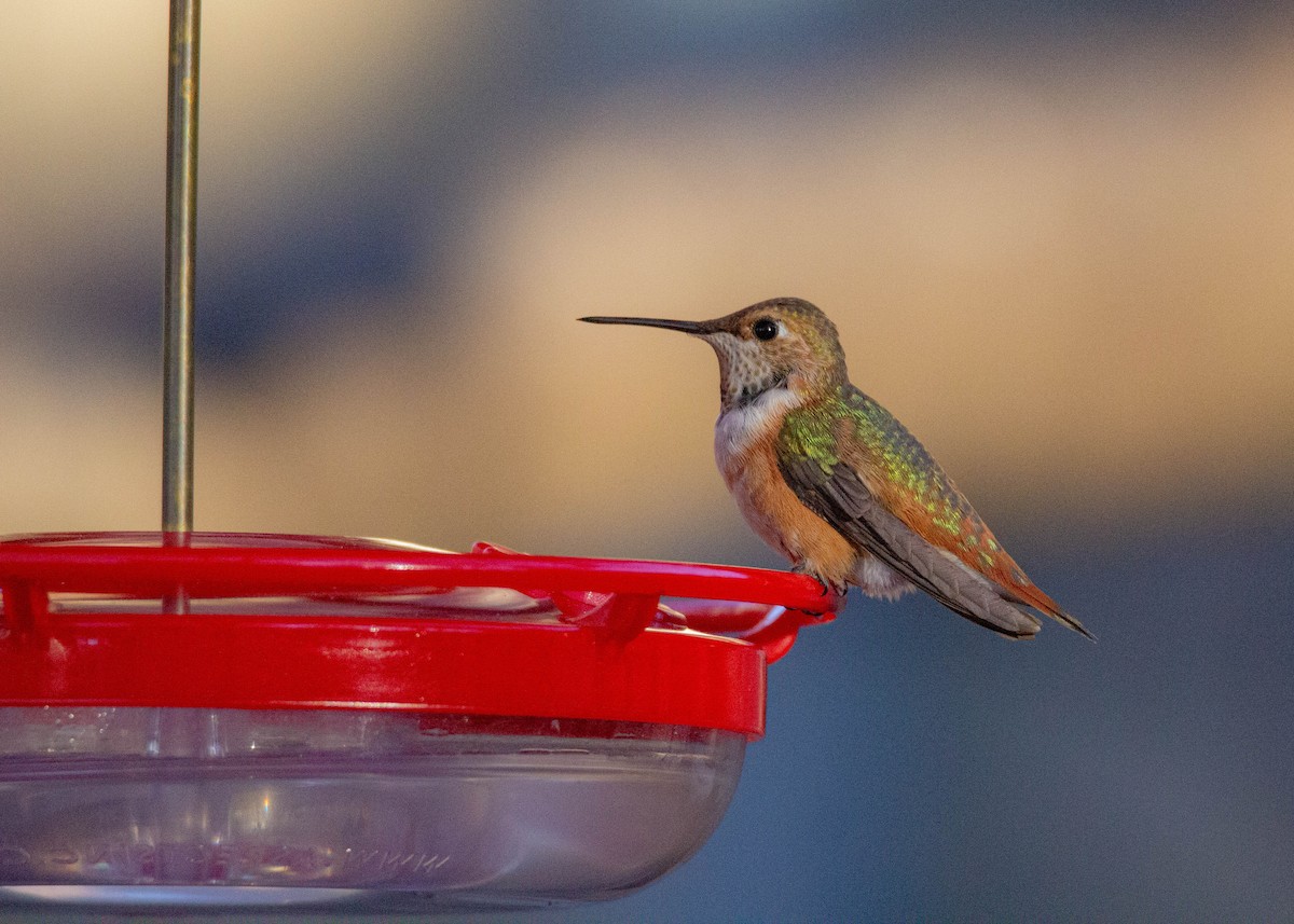 Rufous Hummingbird - ML508867491