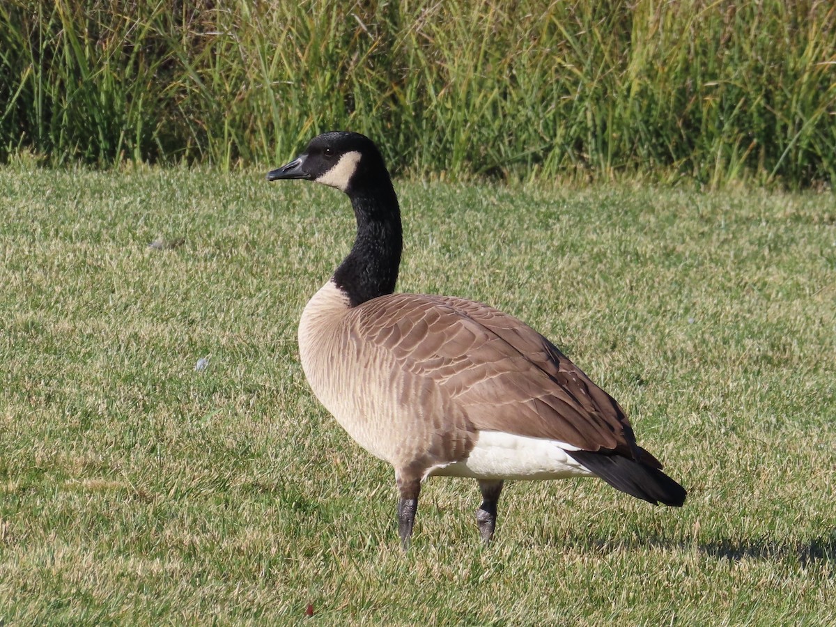 Canada Goose - ML508868441