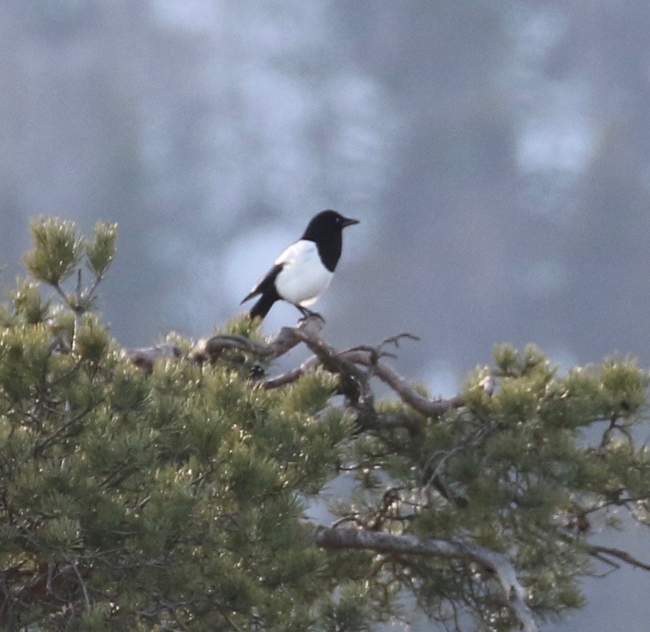 Eurasian Magpie - ML50886921