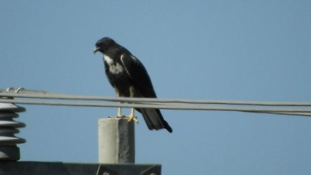 White-tailed Hawk - ML508871611