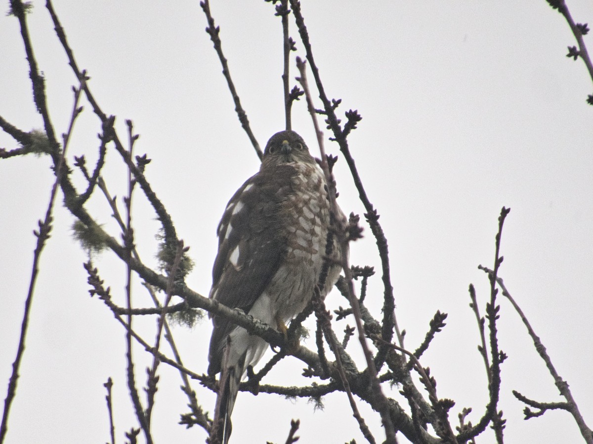 Sharp-shinned Hawk - ML508872271