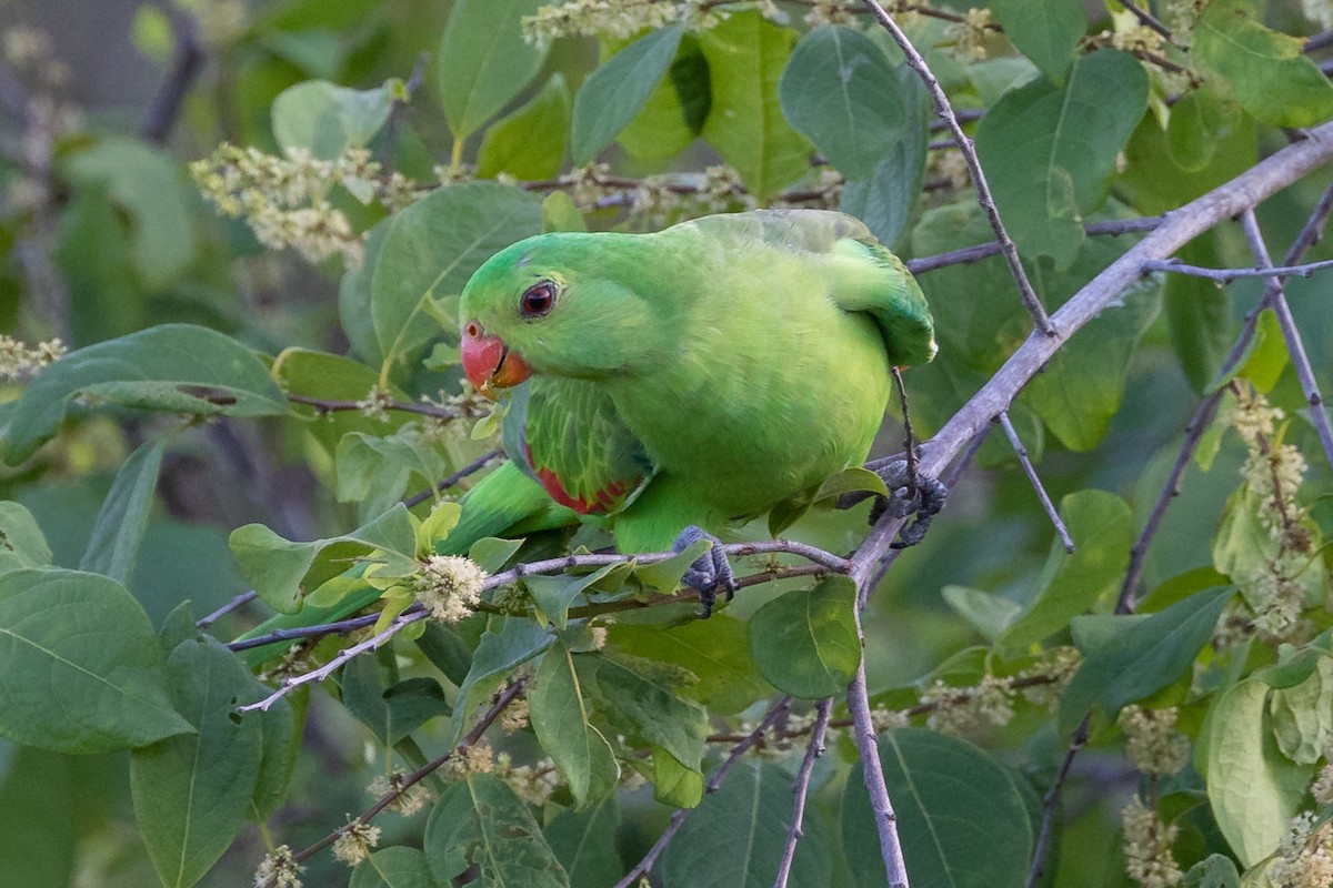 Red-winged Parrot - Dana Cameron