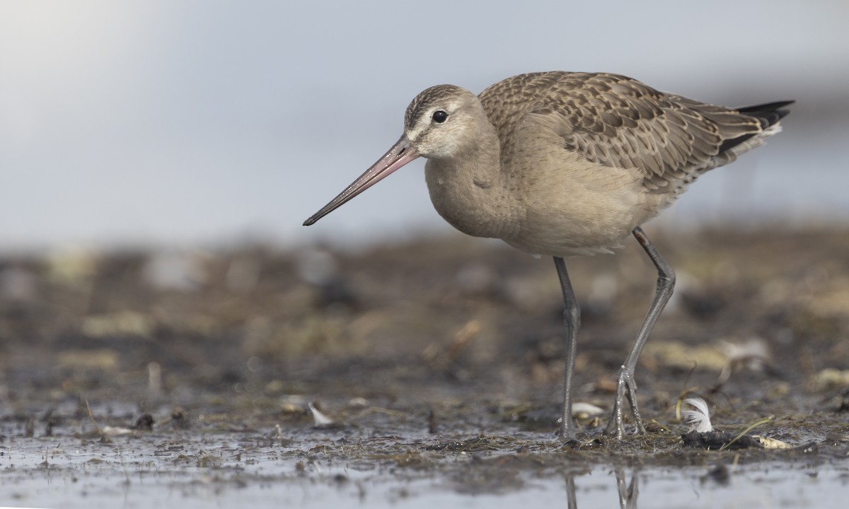 Hudsonian Godwit - ML508874131