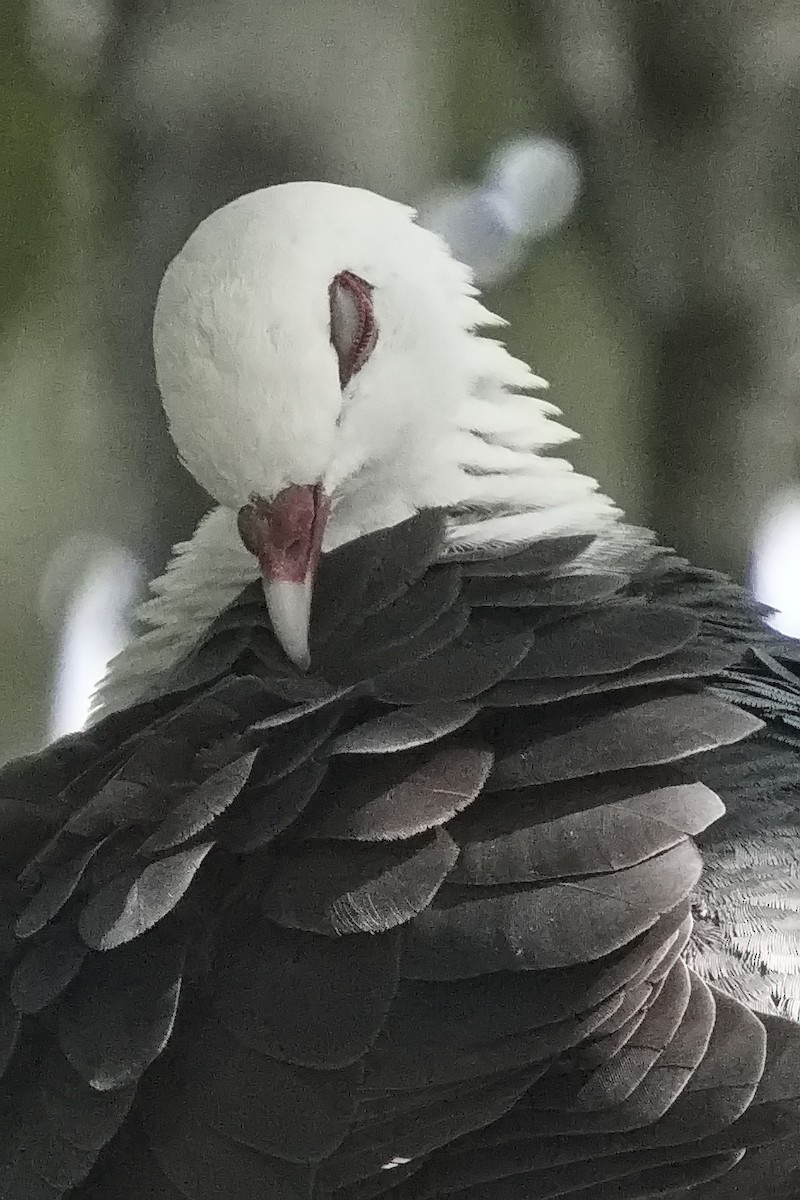 White-headed Pigeon - ML508874451