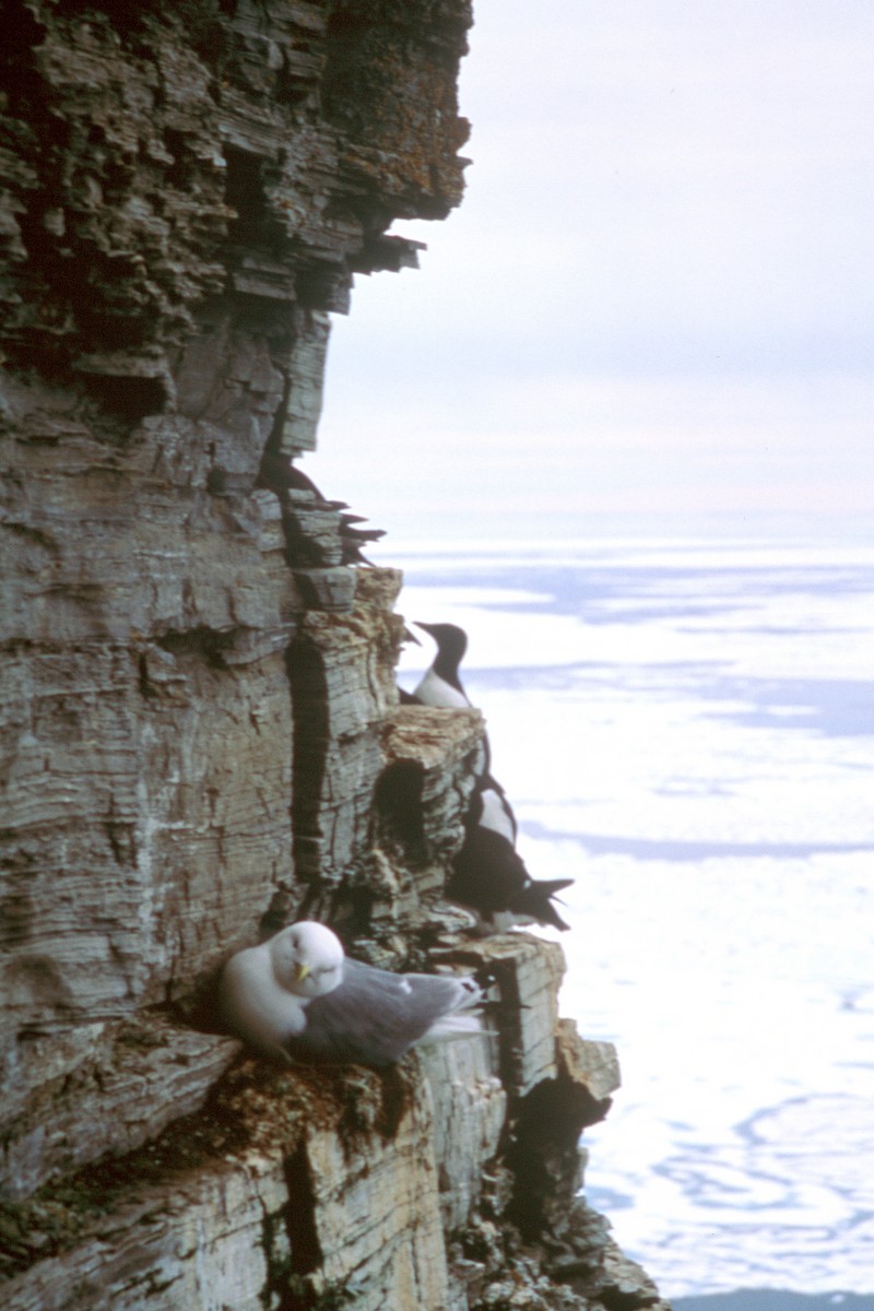 Black-legged Kittiwake - ML508874831