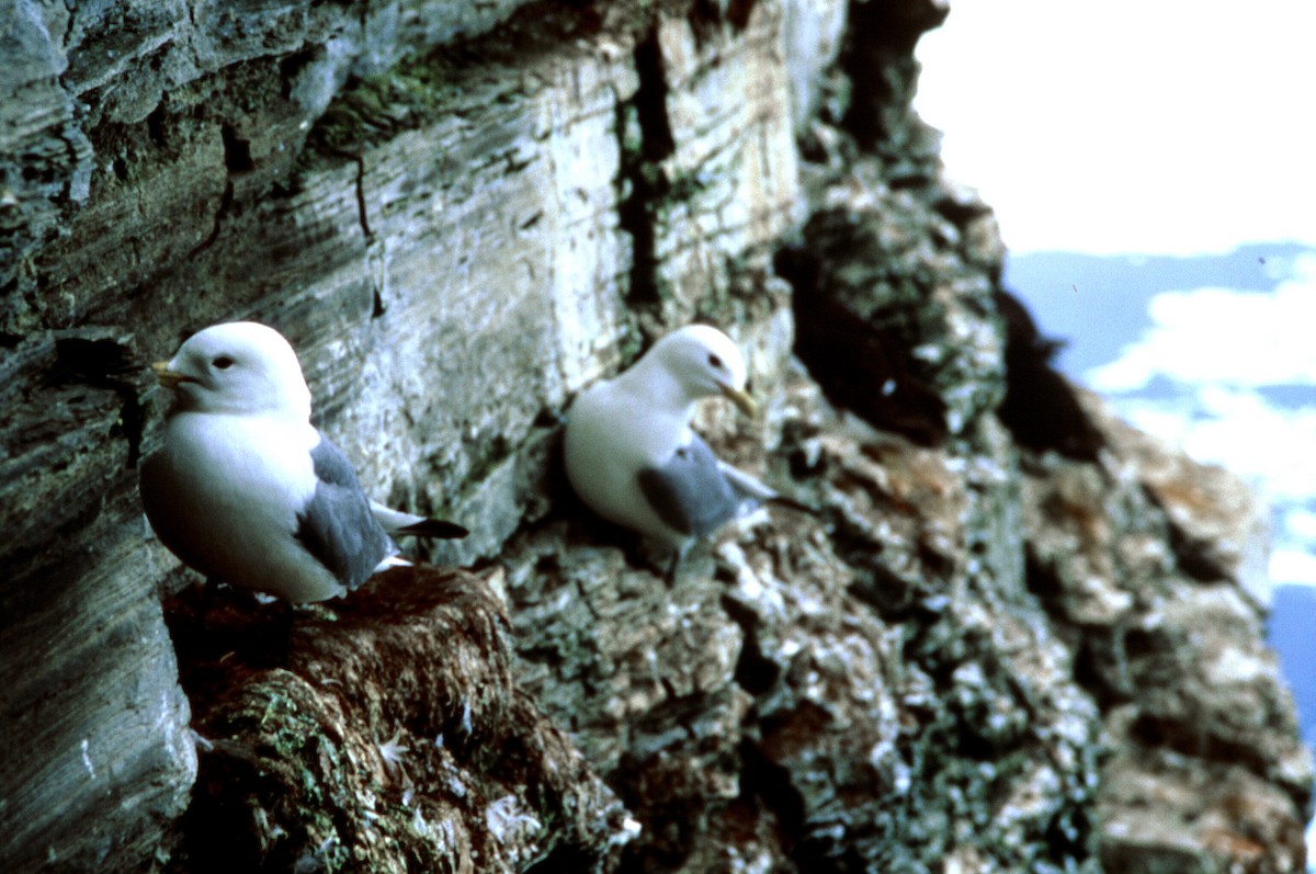 Black-legged Kittiwake - Kyle Elliott