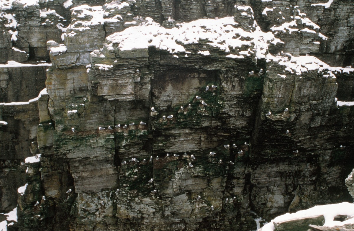 Black-legged Kittiwake - ML508874851