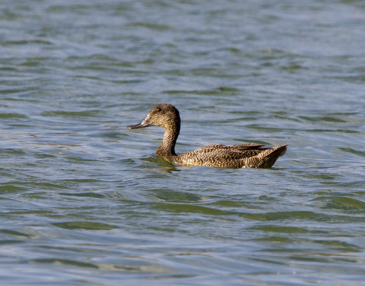 Freckled Duck - ML50887571