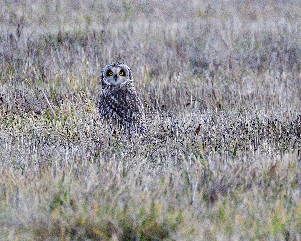 Short-eared Owl - Gregory Johnson