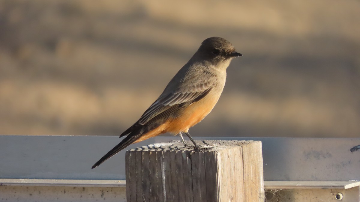 Say's Phoebe - ML508877491