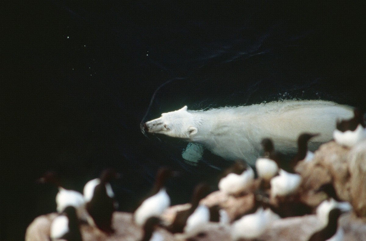 Thick-billed Murre - ML508878321