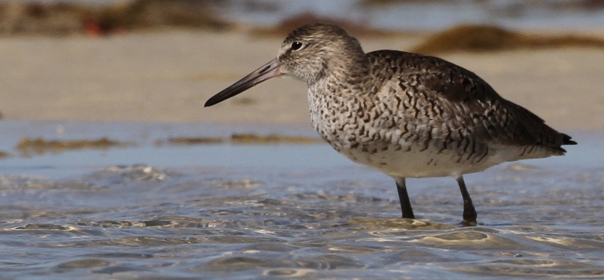 willetsnipe (semipalmata) - ML50887881