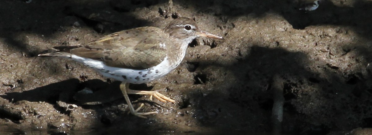 Spotted Sandpiper - ML50887901