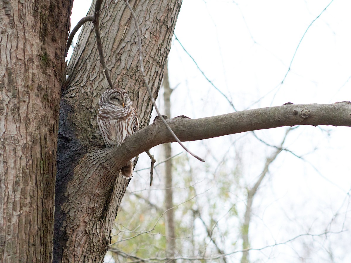 Barred Owl - ML508879551