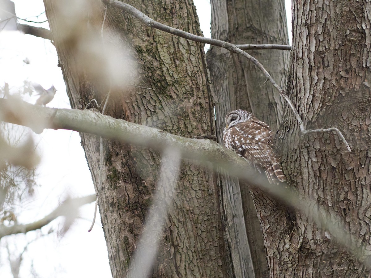 Barred Owl - ML508879561