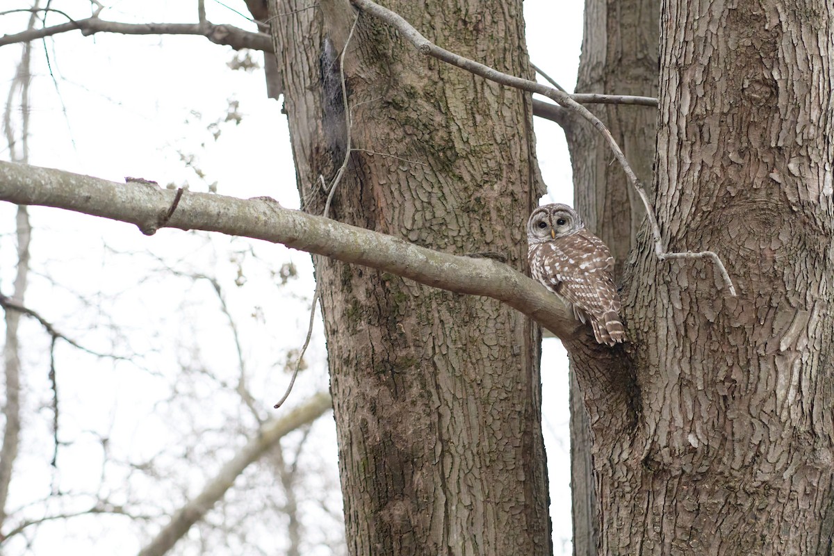 Barred Owl - ML508879571