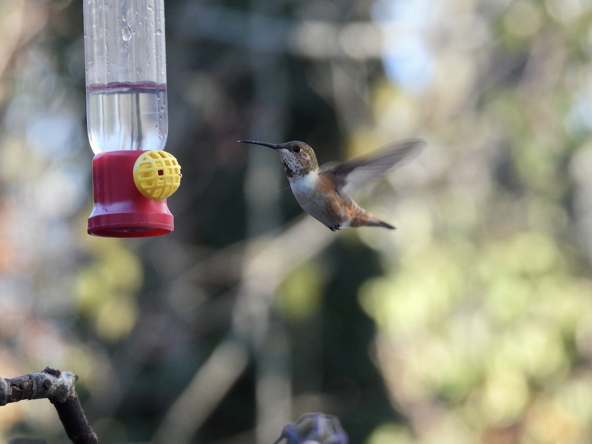 Rufous Hummingbird - ML508879641