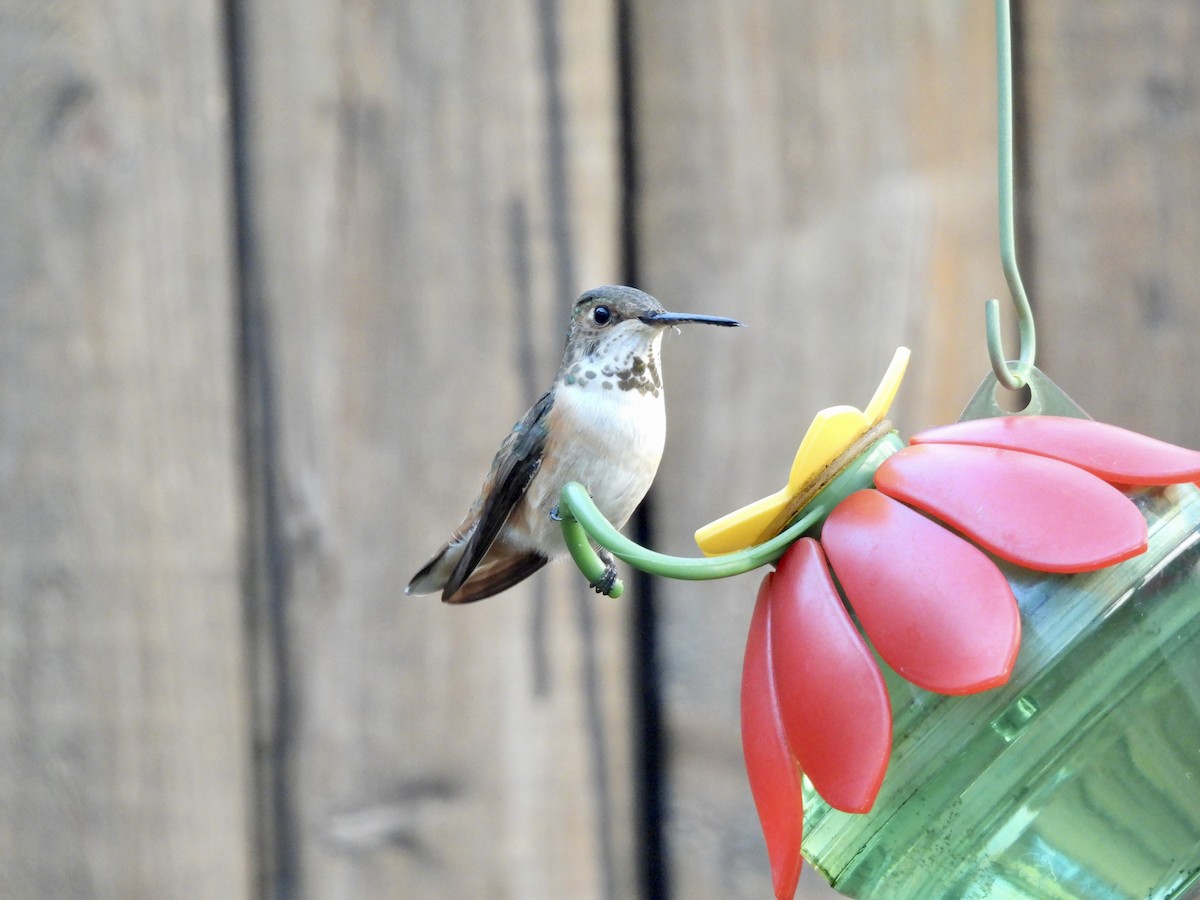 Rufous Hummingbird - ML508879661