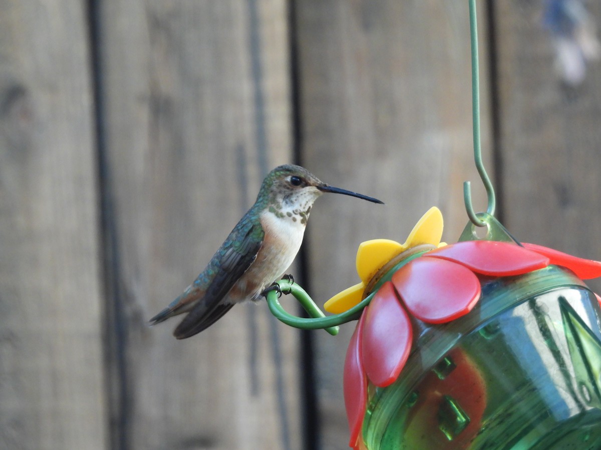 Rufous Hummingbird - ML508879681