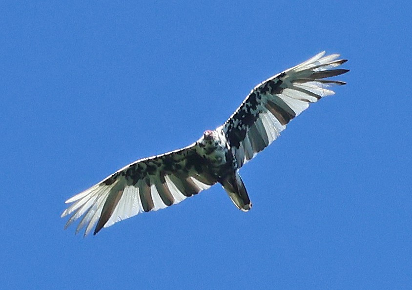 Turkey Vulture - Linda Mack