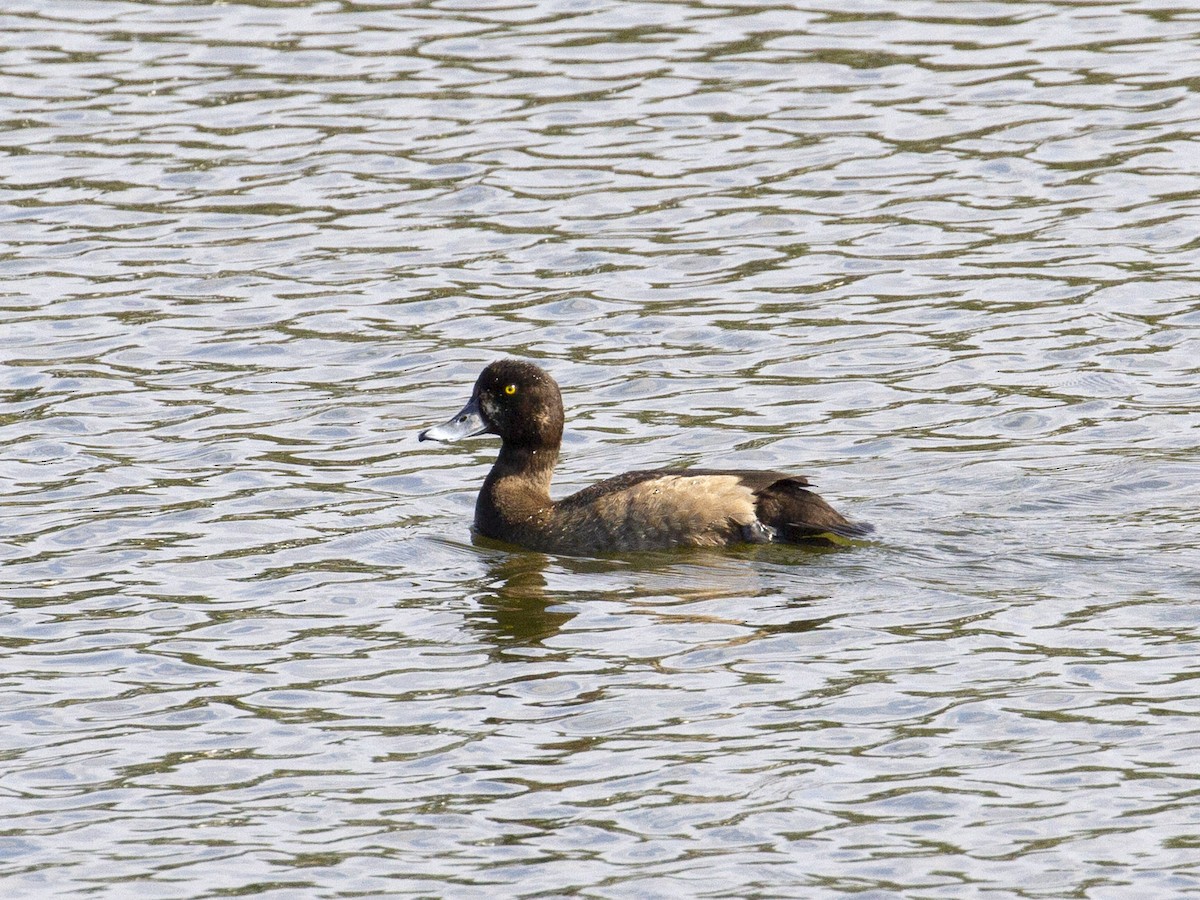 Greater Scaup - Carol Bailey-White