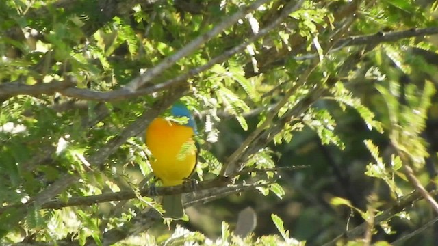 Orange-breasted Bunting - ML508884371