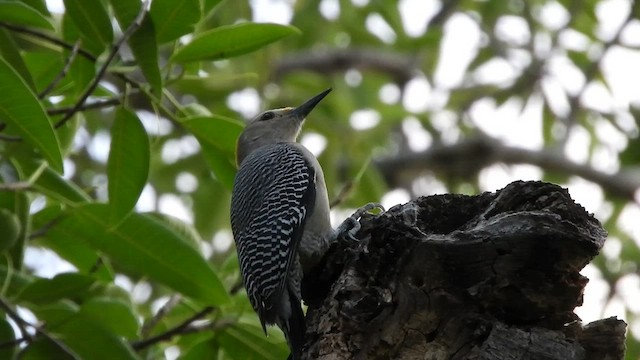 Golden-fronted Woodpecker - ML508884571