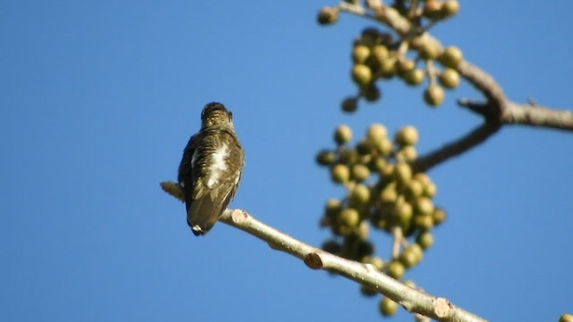 Plain-capped Starthroat - ML508884701