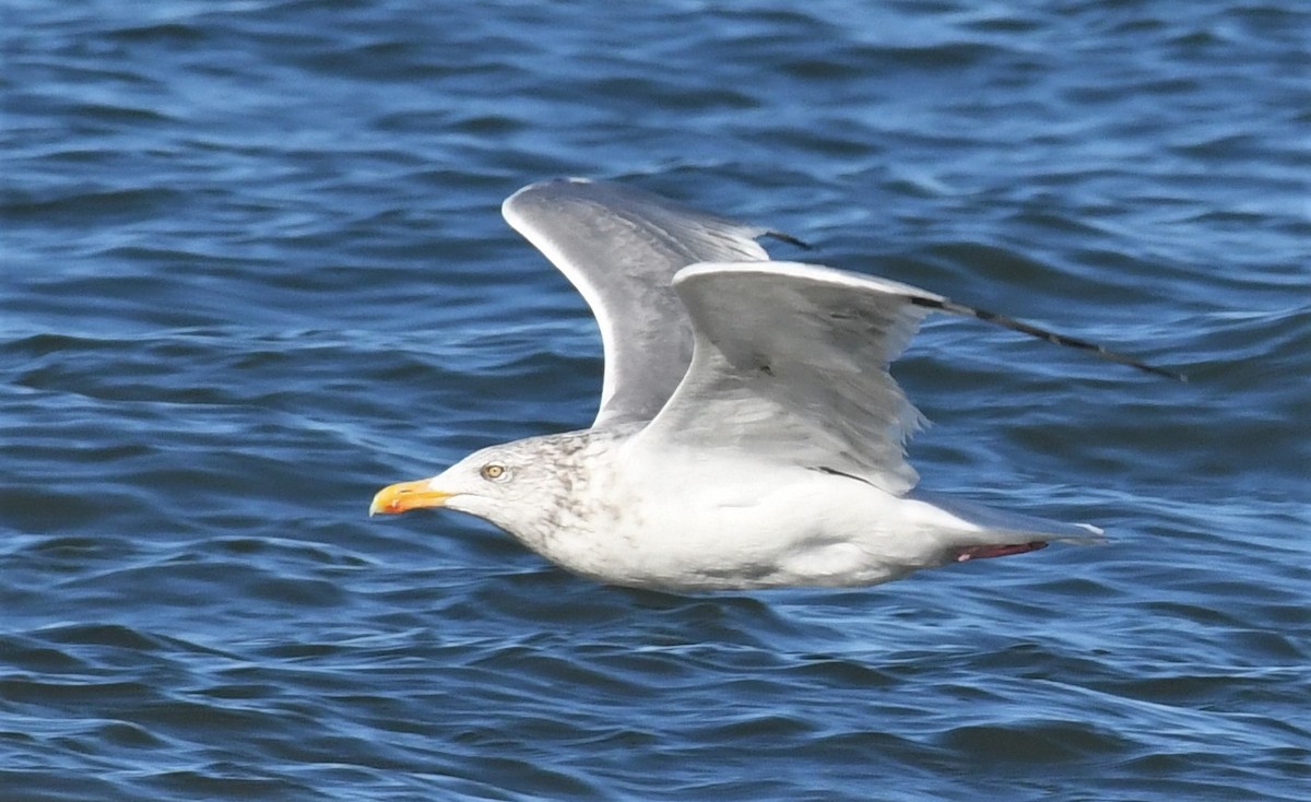 Herring Gull - ML508885311