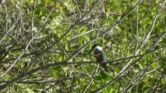 Ringed Kingfisher - ML508886381