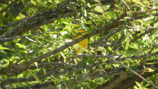 Orange-breasted Bunting - ML508886441