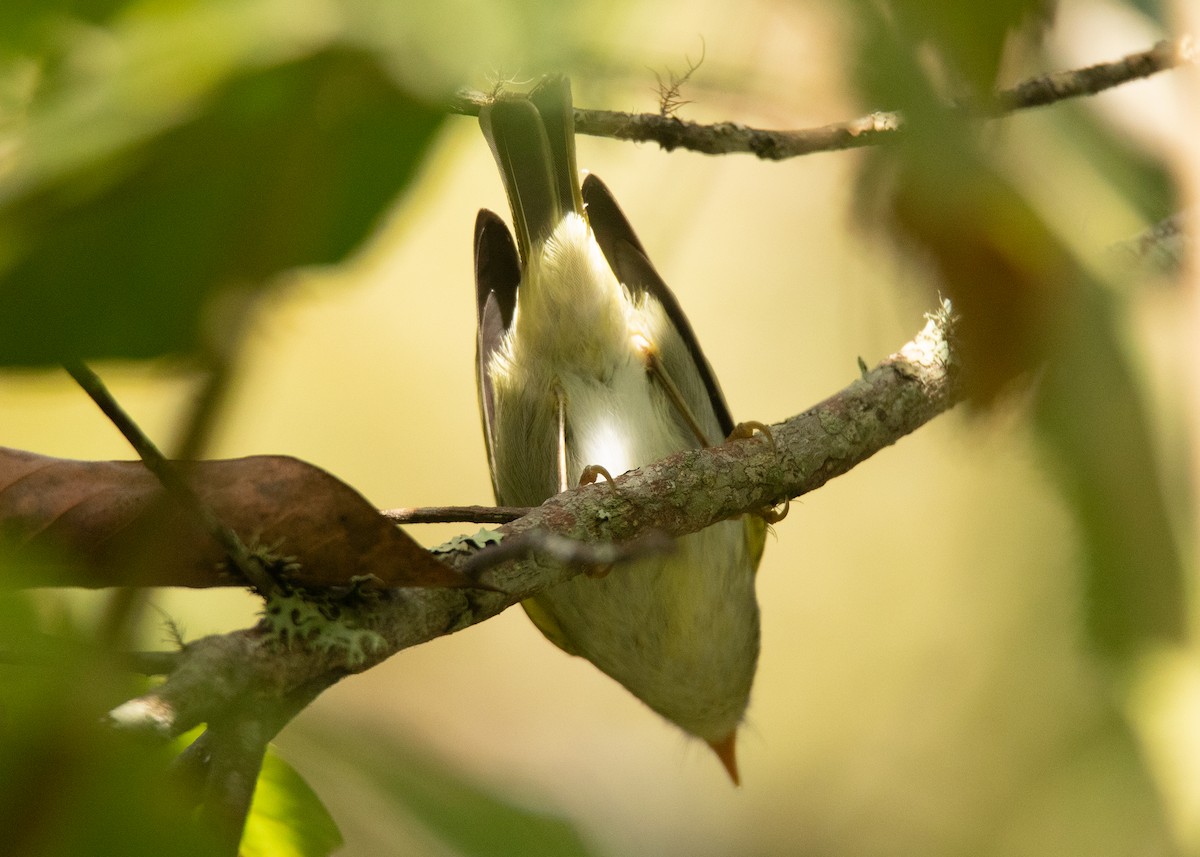 Blyth's/Claudia's/Hartert's Leaf Warbler - ML508887061