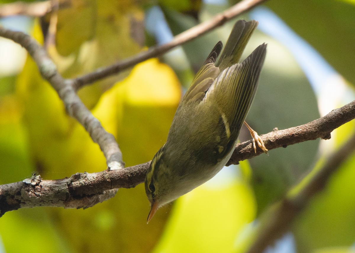 Blyth's/Claudia's/Hartert's Leaf Warbler - ML508887091