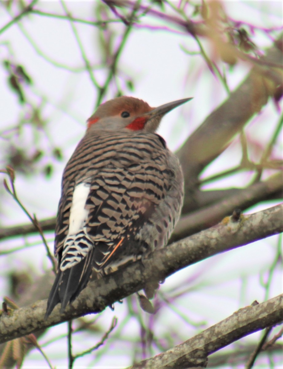 Northern Flicker (Yellow-shafted x Red-shafted) - ML508887241