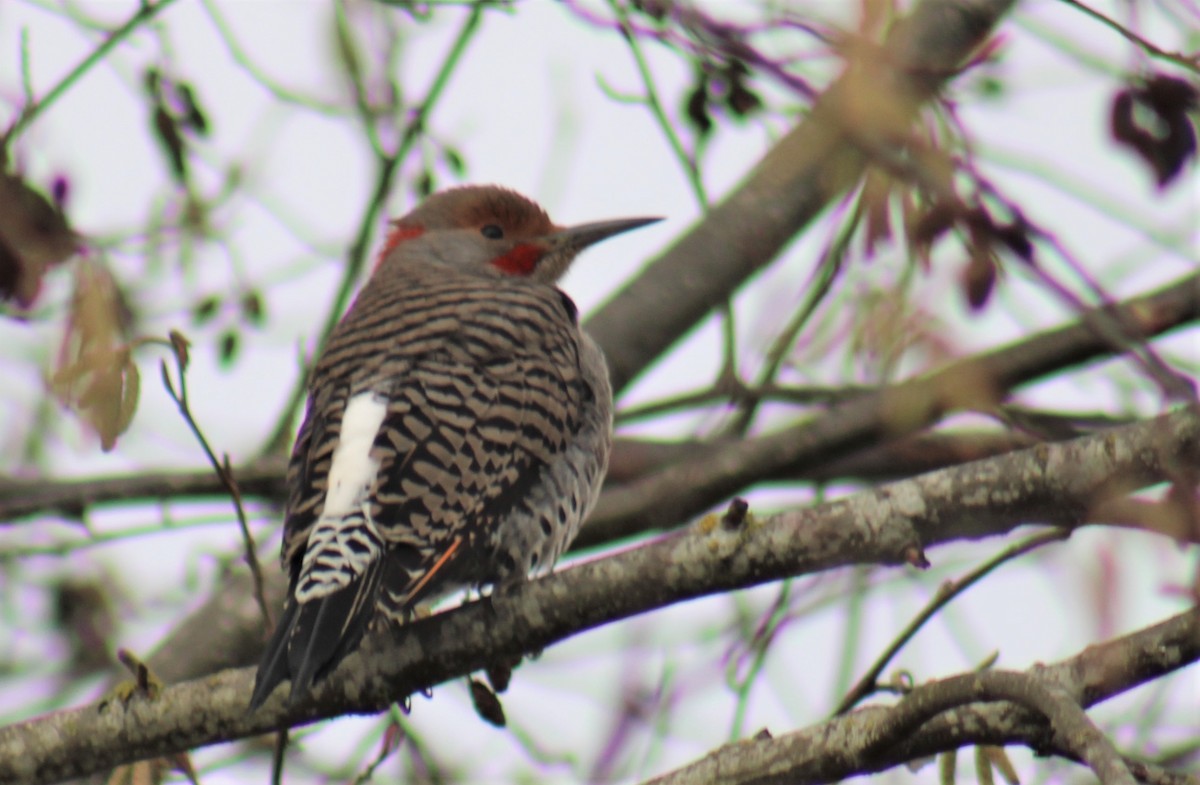 Northern Flicker (Yellow-shafted x Red-shafted) - ML508887251