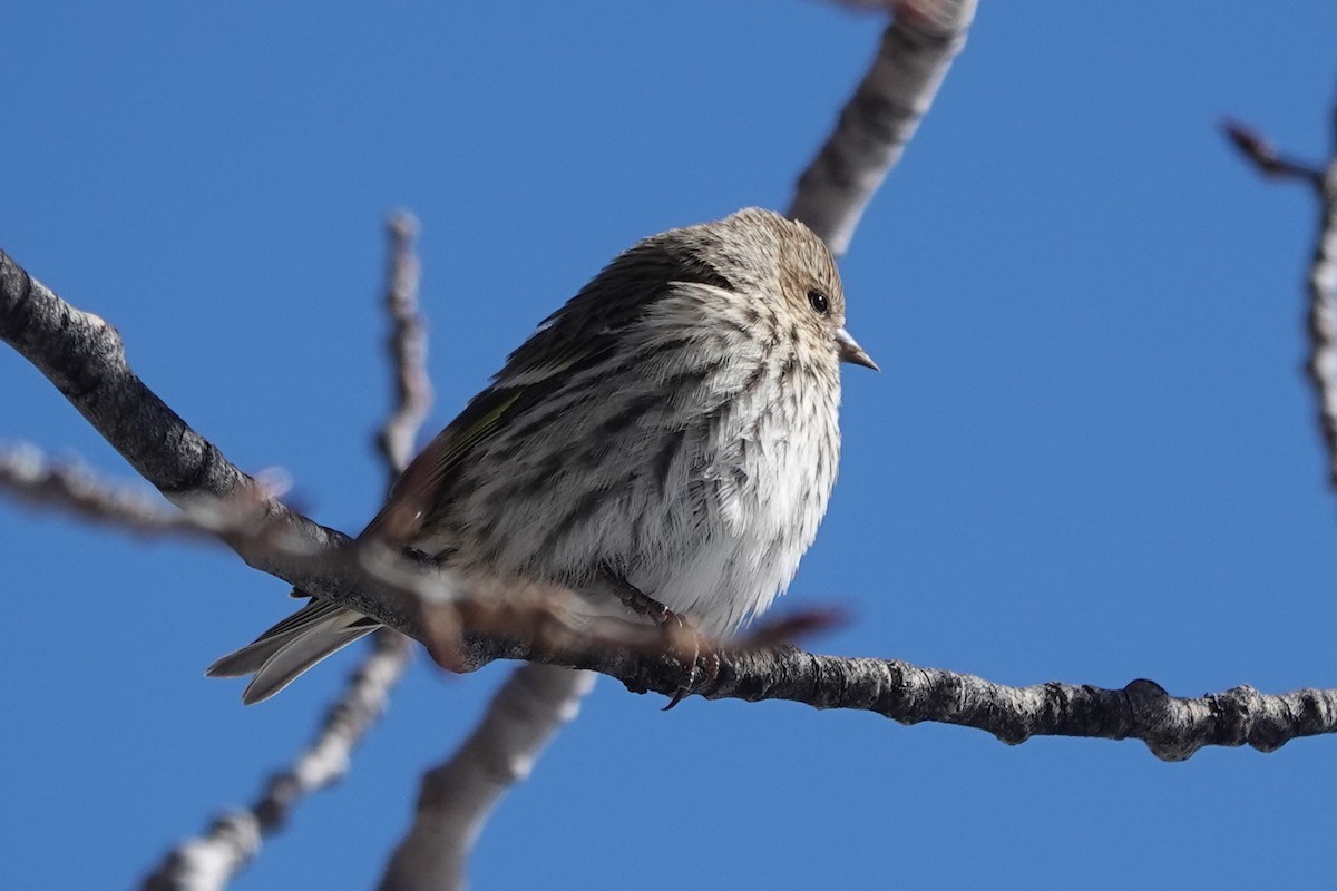 Pine Siskin - Mark Otnes