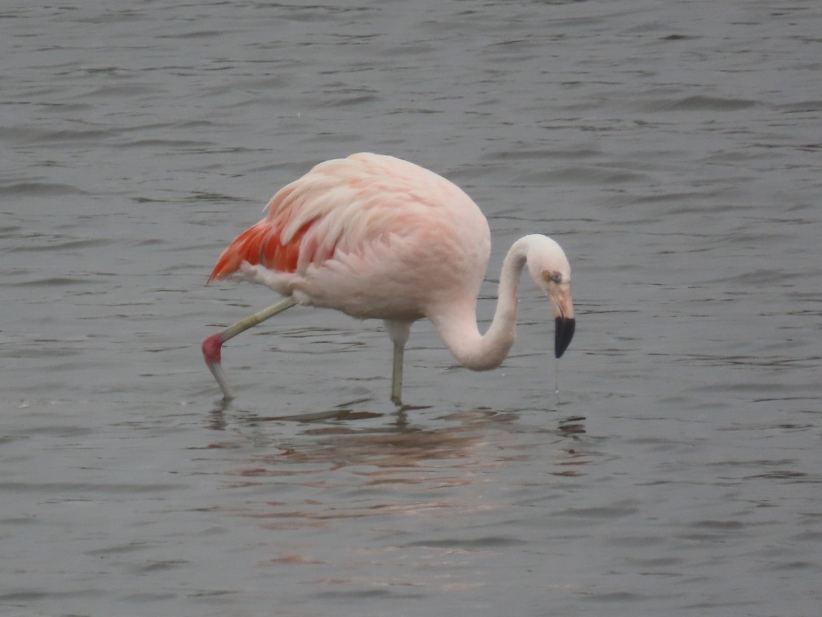 Şili Flamingosu - ML508888441