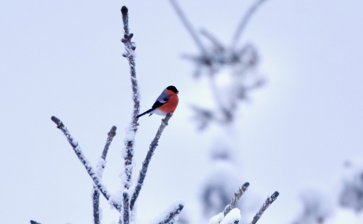 Eurasian Bullfinch - ML508888821