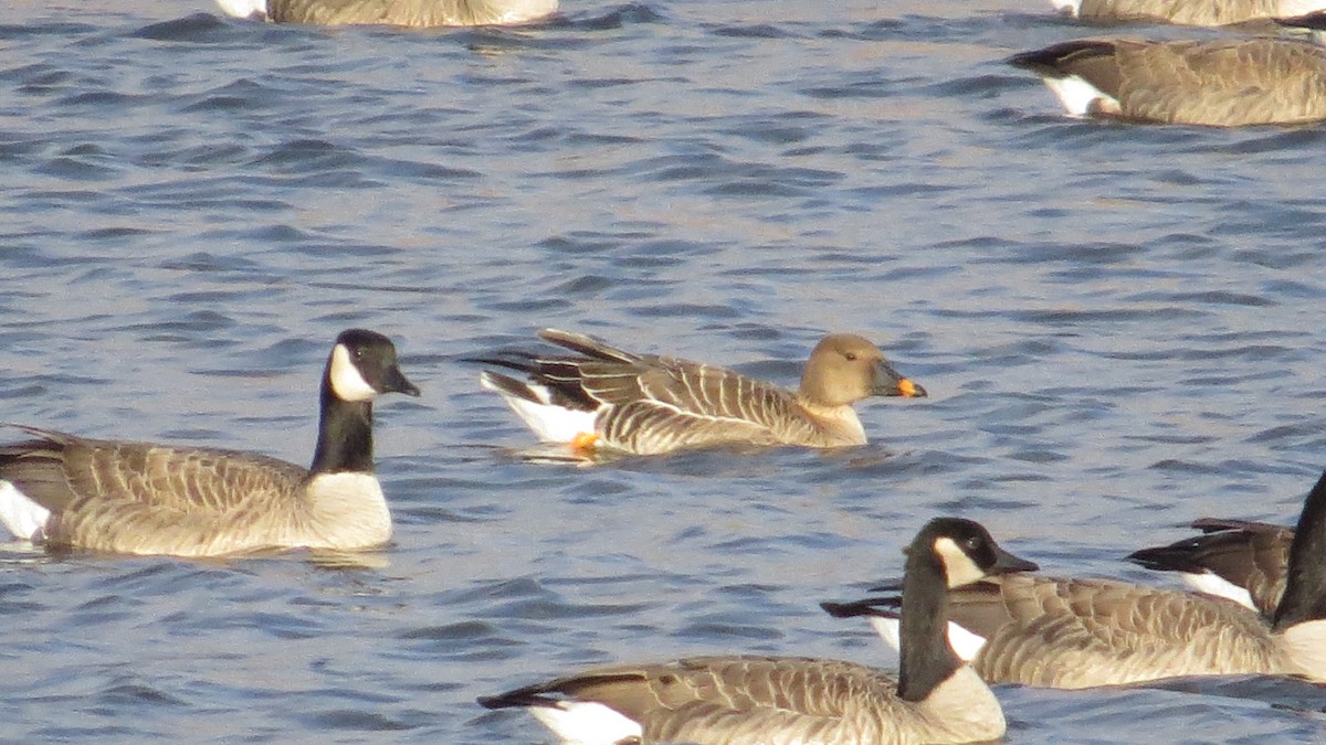 Tundra Bean-Goose - Logan Wilson