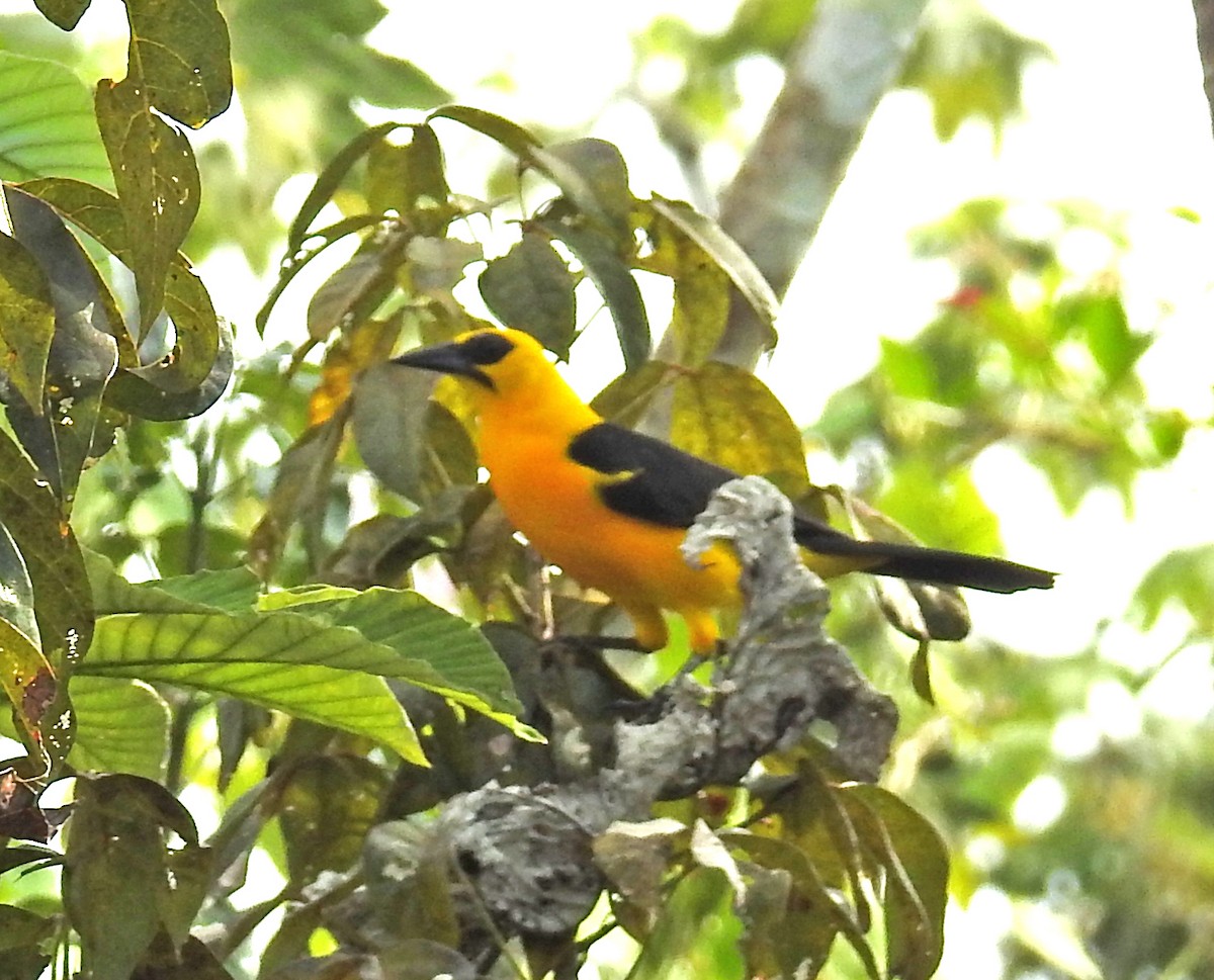 Oriole Blackbird - Jean Iron