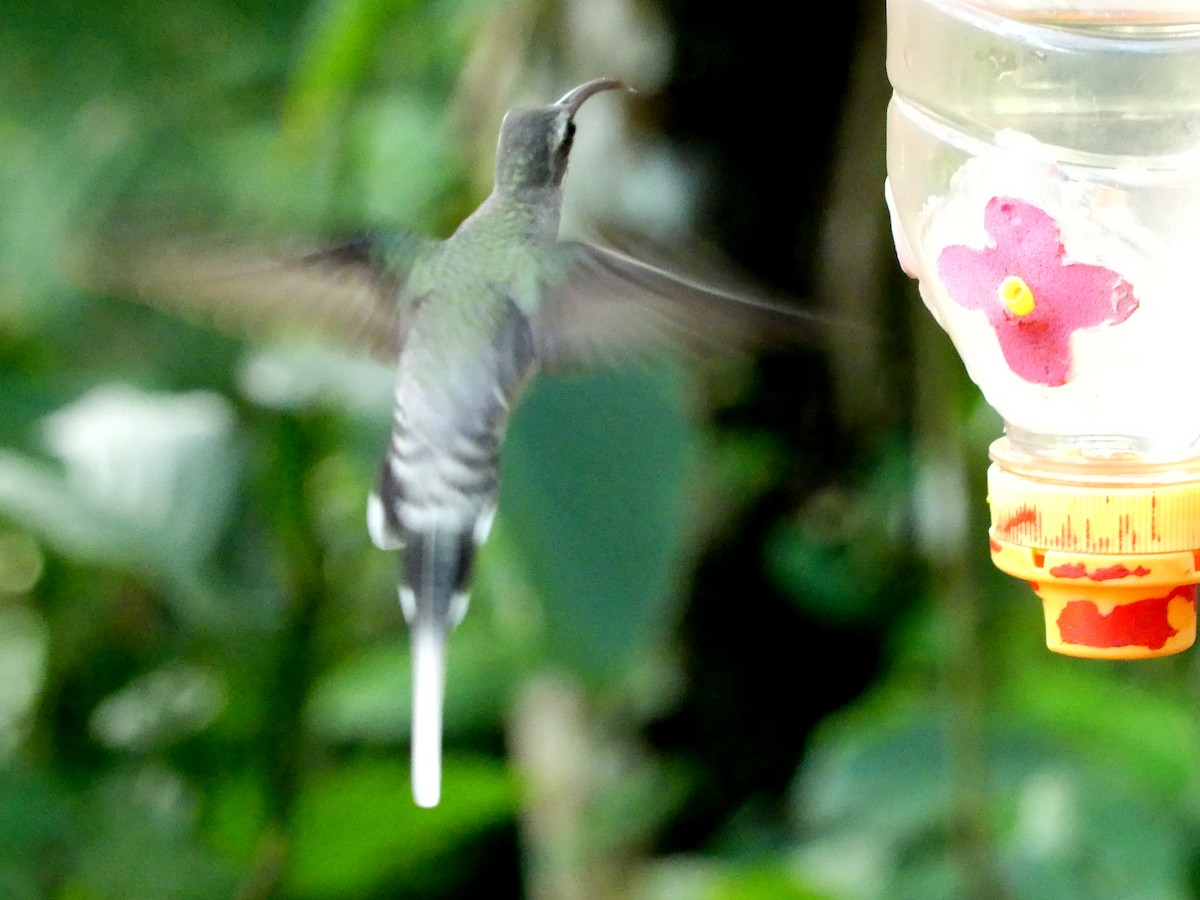 White-browed Hermit - Stefan Gleissberg