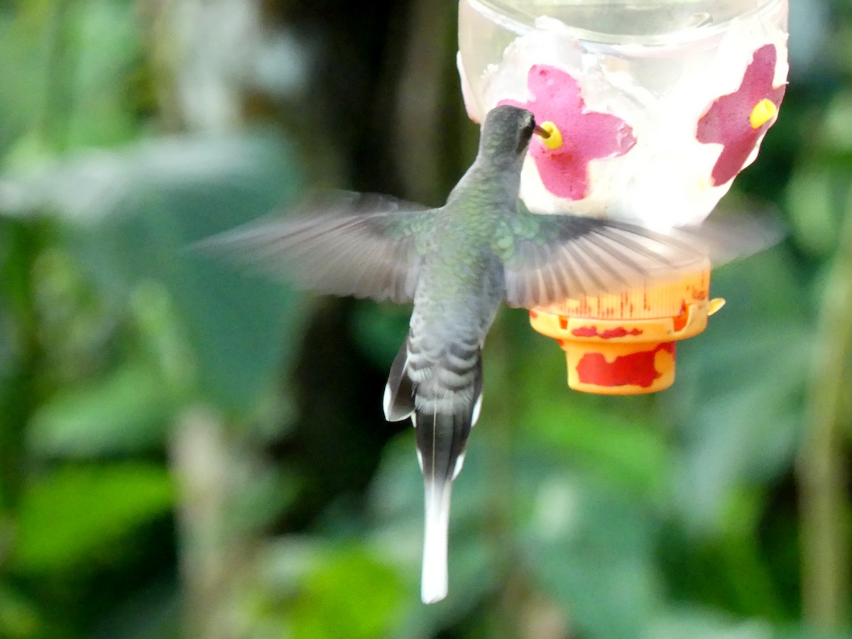 kolibřík Stuartův - ML508892441