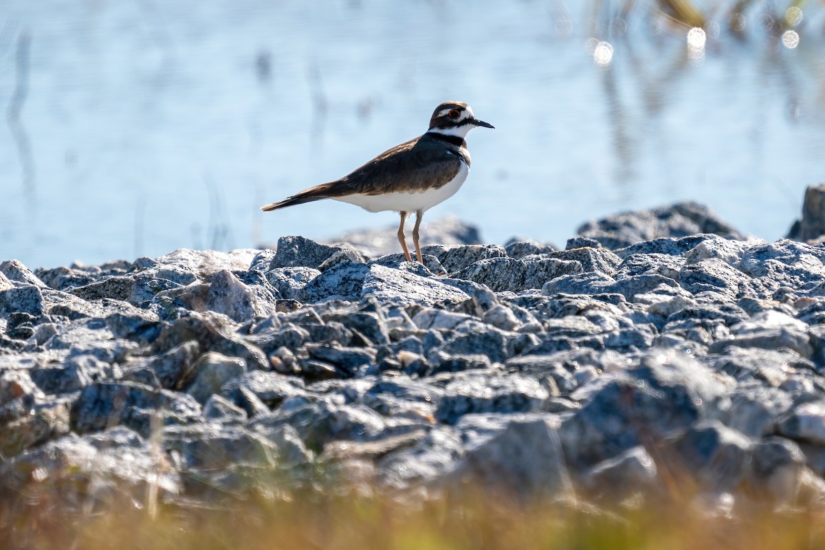 Killdeer - ML508892831