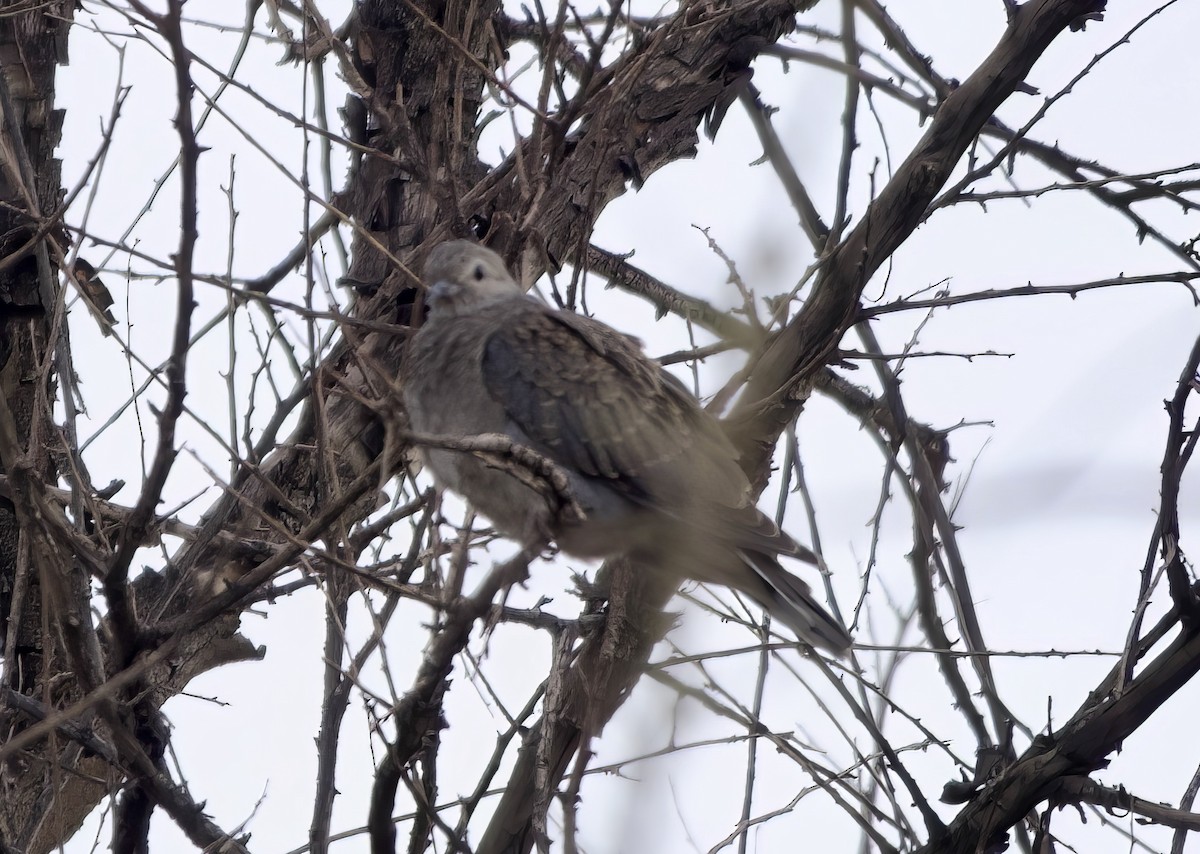 Spot-winged Pigeon (albipennis) - Phil Hyde