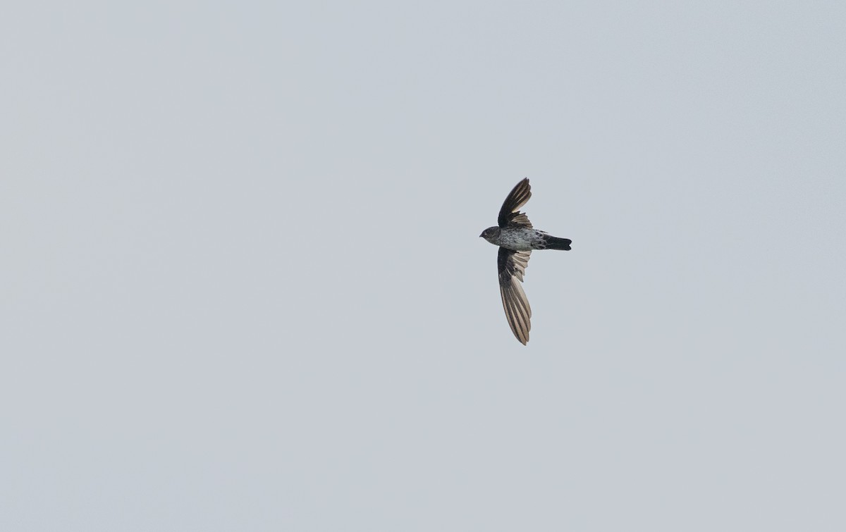 Gray-rumped Swiftlet - Forest Botial-Jarvis