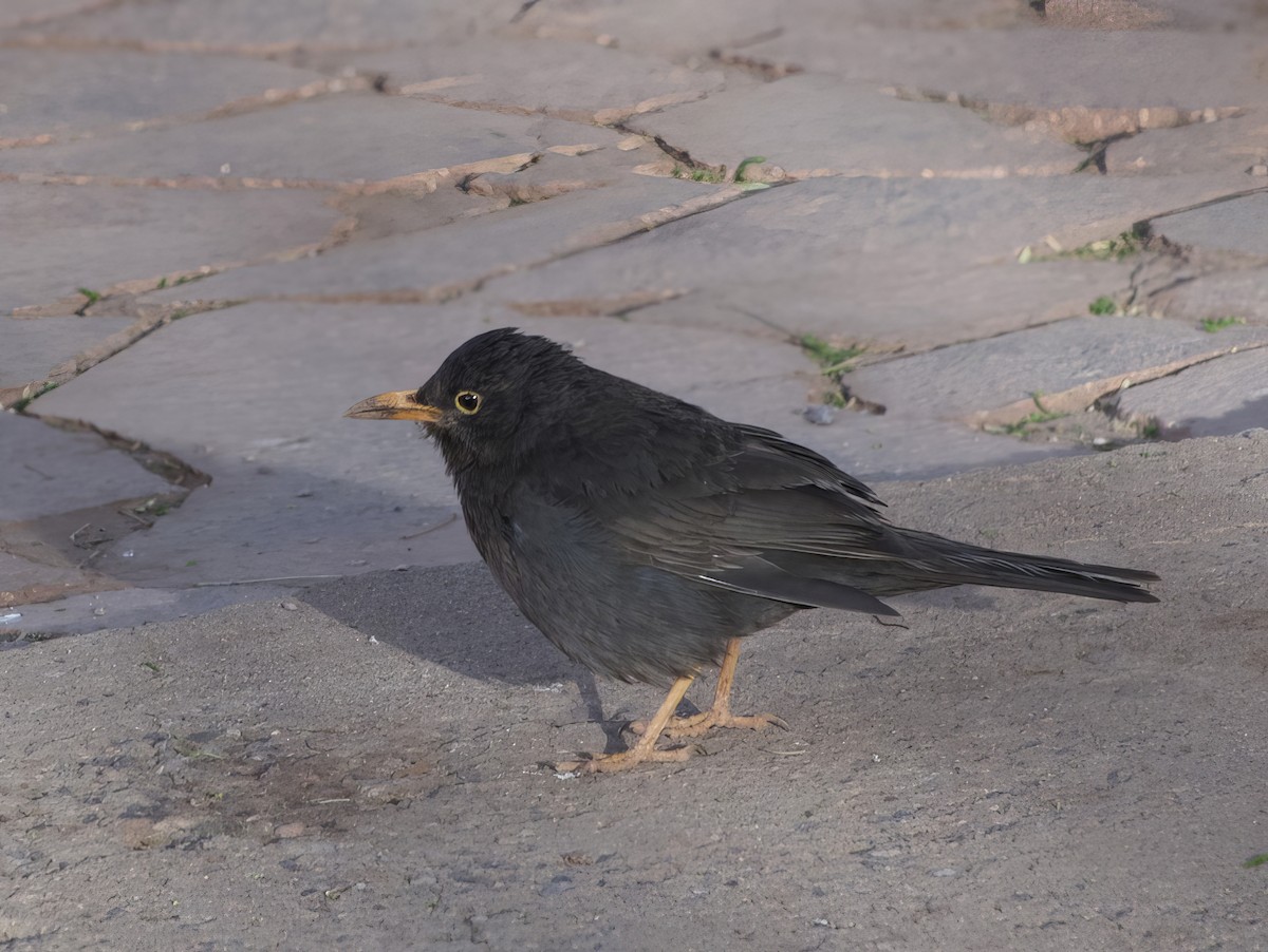 Chiguanco Thrush (anthracinus) - ML508893601