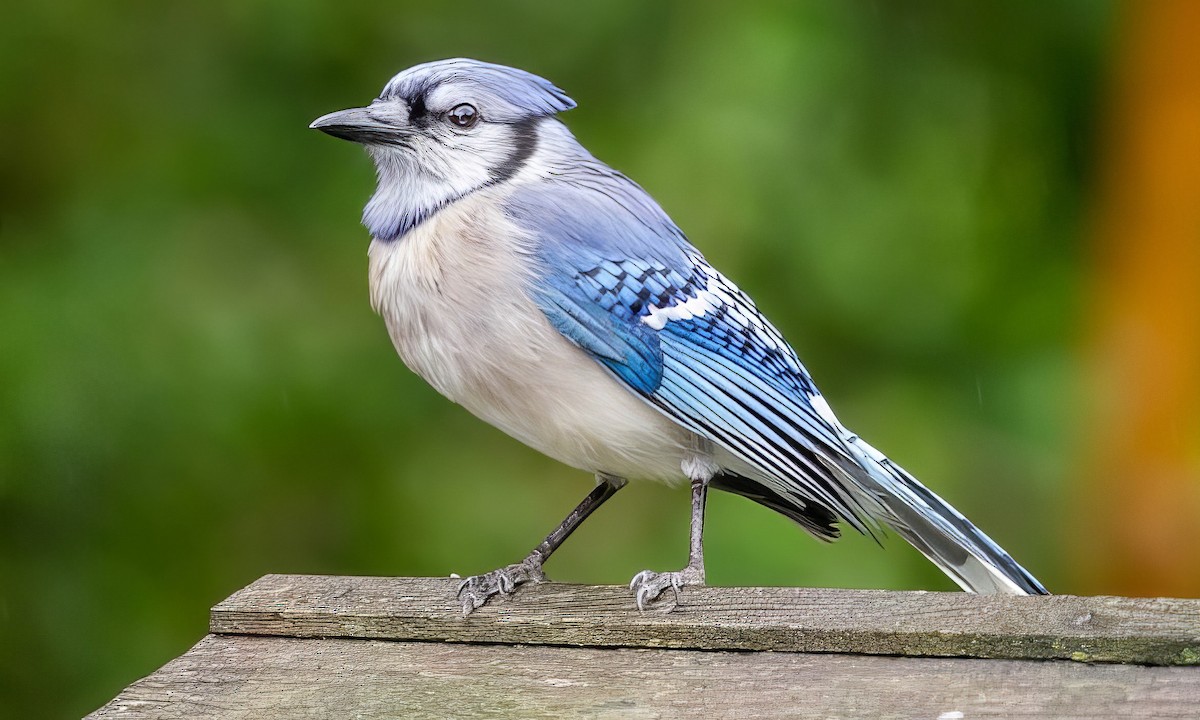 Blue Jay - ML508893641