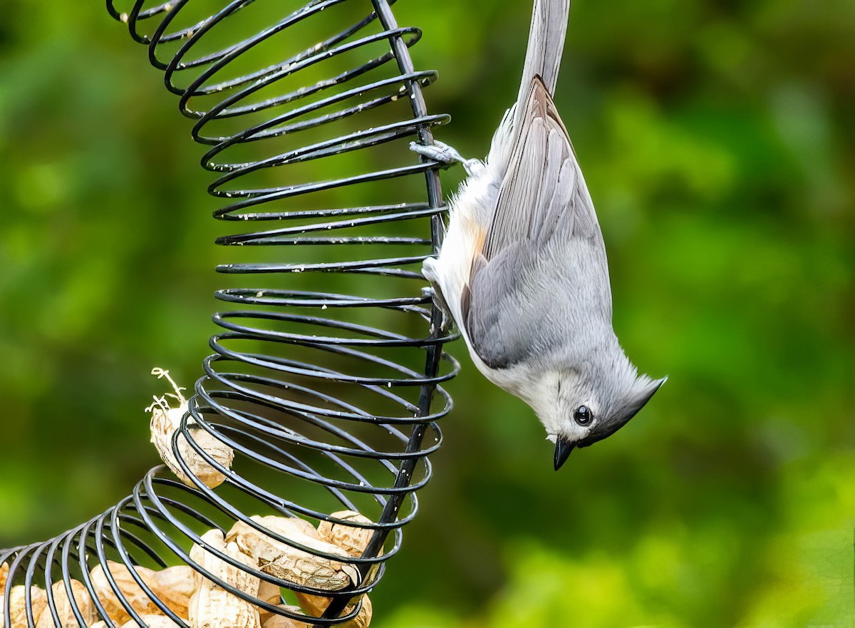 Tufted Titmouse - ML508893661