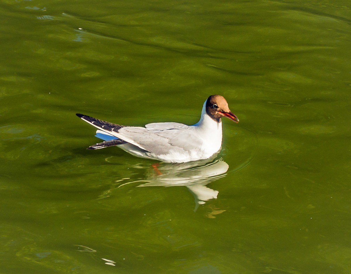 Black-headed Gull - Russell Scott