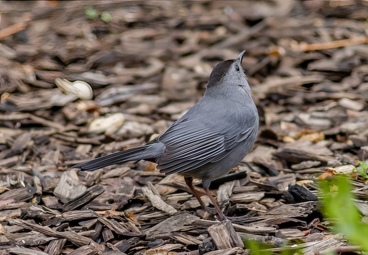 Gray Catbird - ML508893711